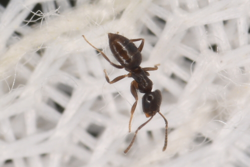 Dark rover ant