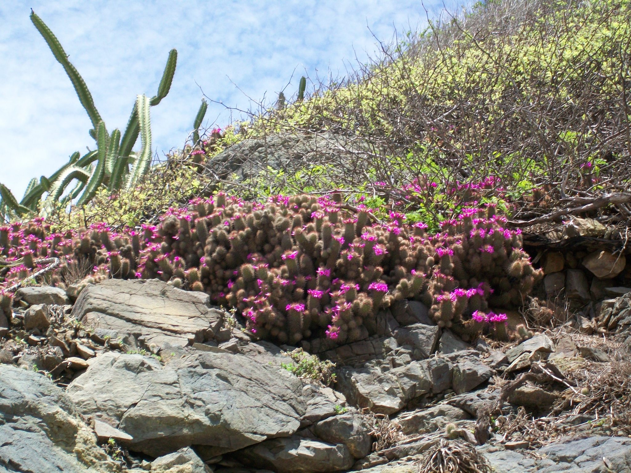 Mammillaria mazatlanensis  iNaturalist