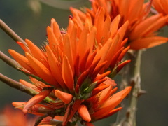Erythrina suberosa