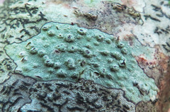 Pertusaria leioplaca
