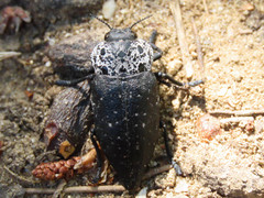 Capnodis tenebrionis