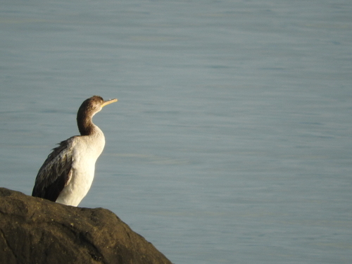 Gulosus aristotelis