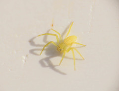 Philodromus rufus