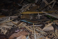 Eutropis indeprensa