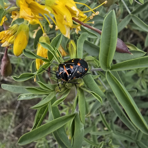 iNaturalist observation photo of Harlequin Bug