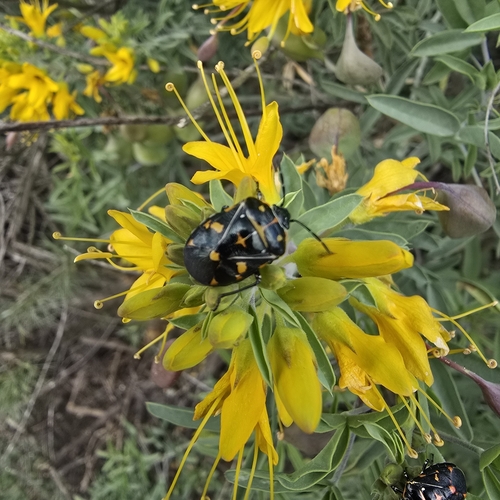 iNaturalist observation photo of Harlequin Bug