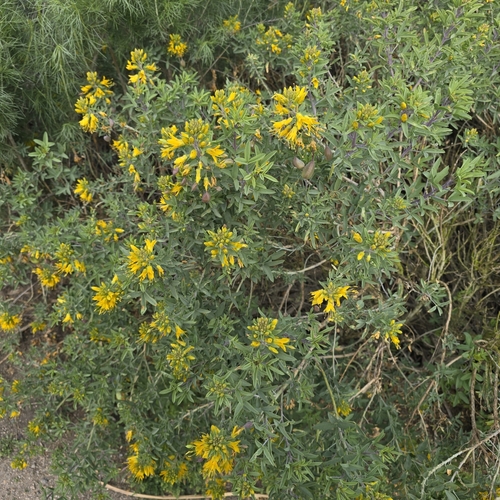 iNaturalist observation photo of Bladderpod