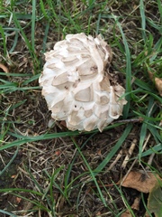 Calvatia sculpta