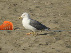 Larus michahellis