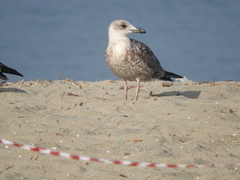 Larus michahellis