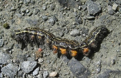 Datana angusii