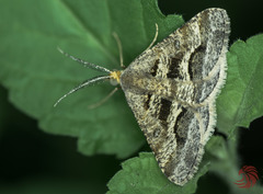 Isturgia disputaria