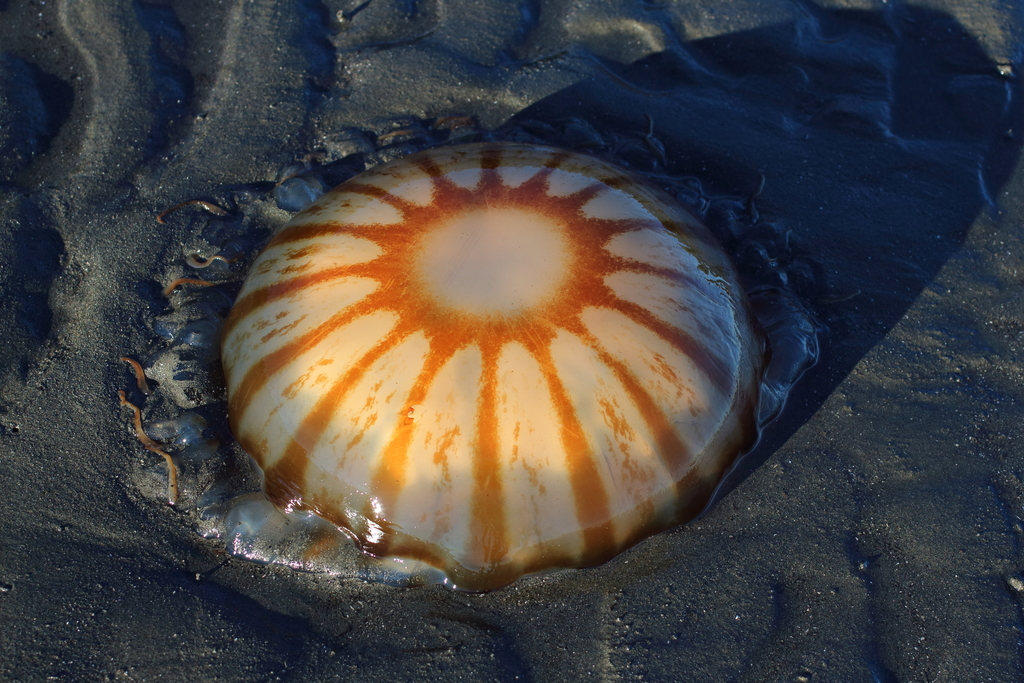 brown giant jellyfish