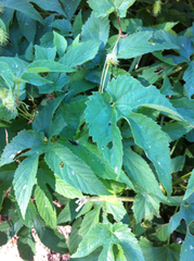 Humulus lupulus neomexicanus