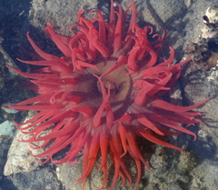 Aulactinia