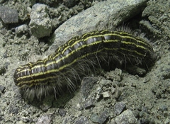Datana angusii