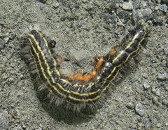 Datana angusii