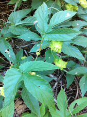 Humulus lupulus neomexicanus