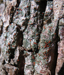 Bacidia fraxinea