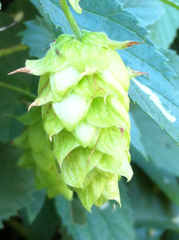 Humulus lupulus neomexicanus