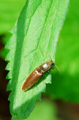 Athous haemorrhoidalis