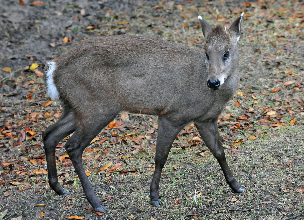Tufted Deer