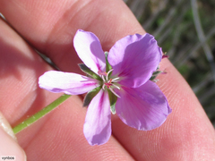 Pelargonium hirtum