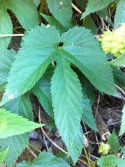 Humulus lupulus neomexicanus