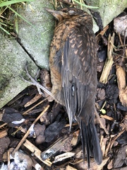 Turdus merula