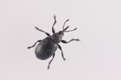 Omphalapion hookerorum