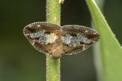 Ricanoptera fenestrata