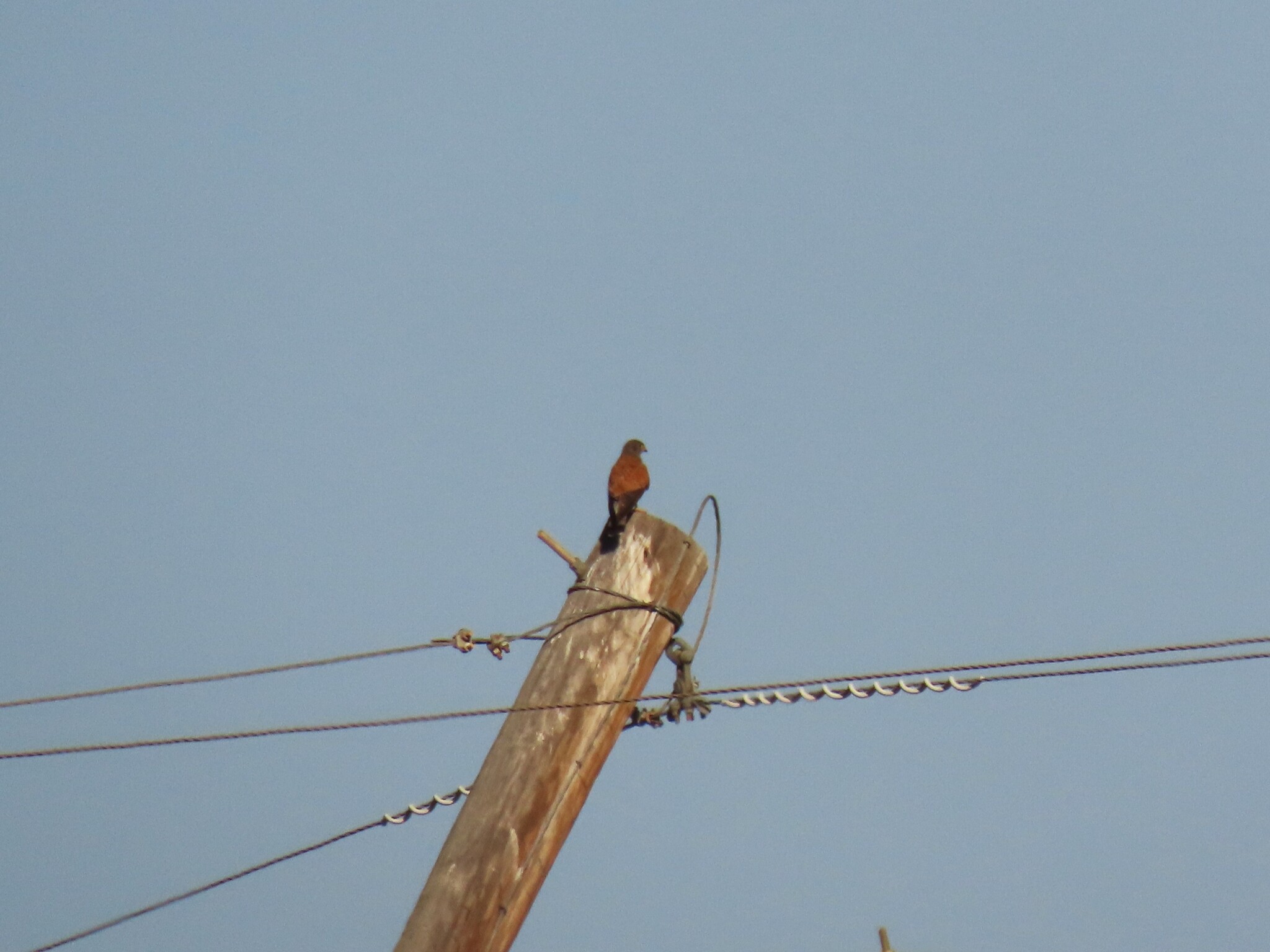 Rock Kestrel (Falco rupicolus)