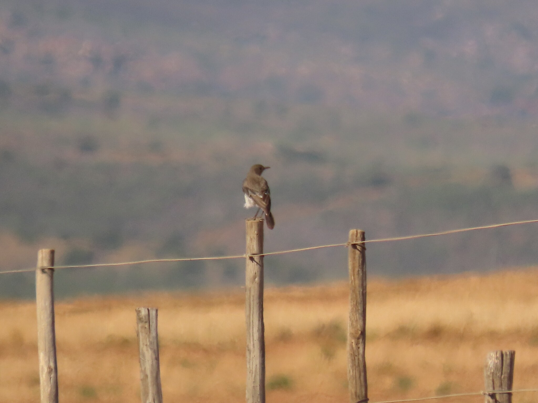Karoo Chat (Emarginata schlegelii), photo 6
