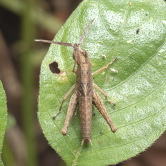 Phlaeoba antennata