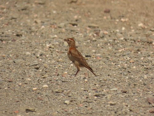 Red-capped Lark (Calandrella cinerea), photo 6