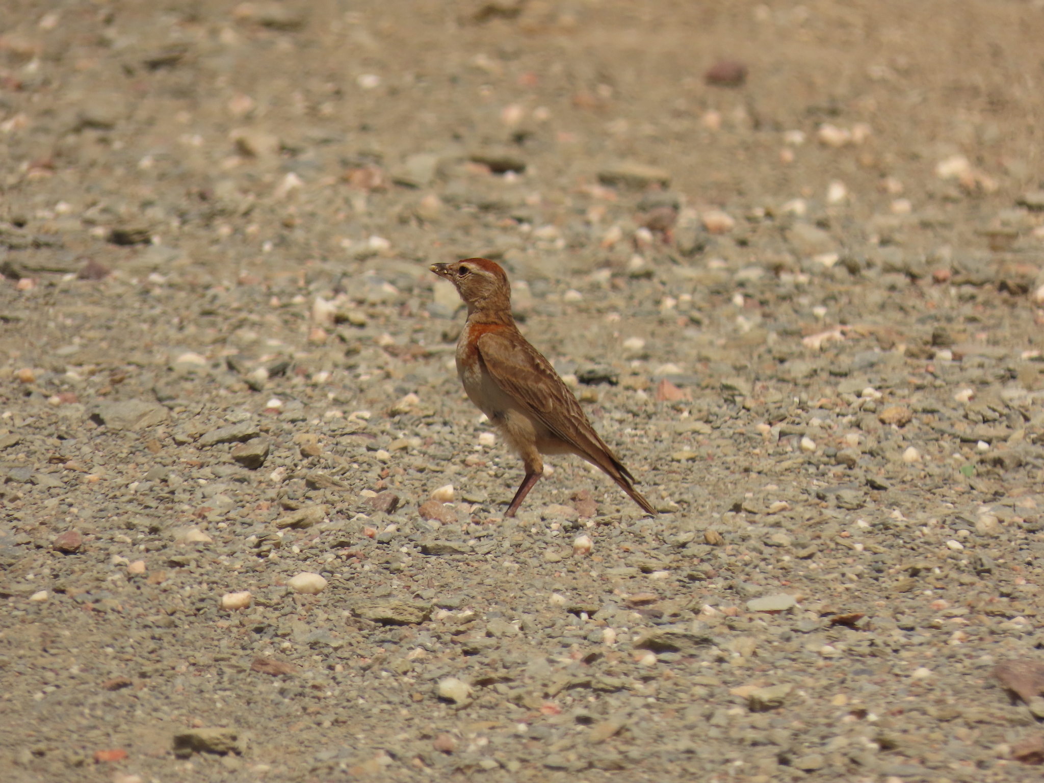 Red-capped Lark (Calandrella cinerea), photo 6