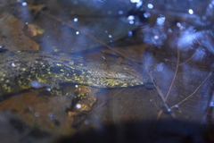 Tropidophorus beccarii