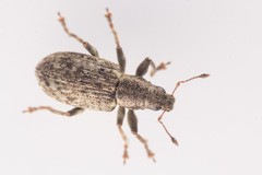 Sitona cylindricollis