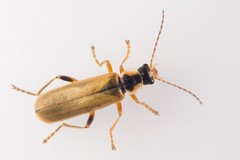 Cantharis decipiens