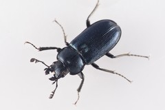 Platycerus caraboides