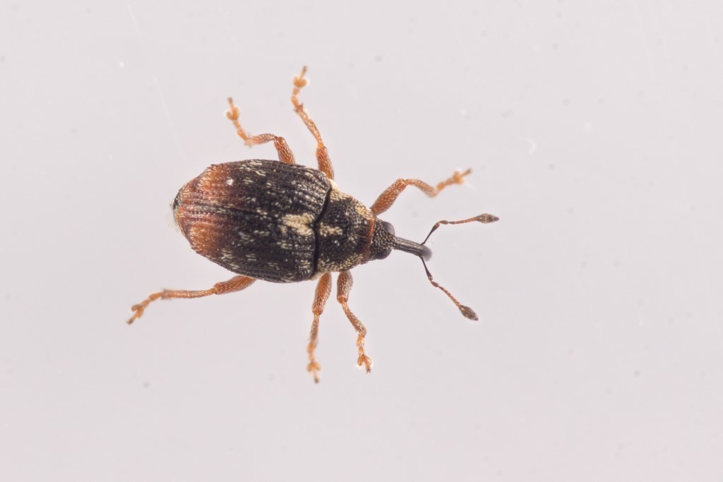 Ceutorhynchus querceti