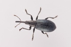 Stenopterapion meliloti