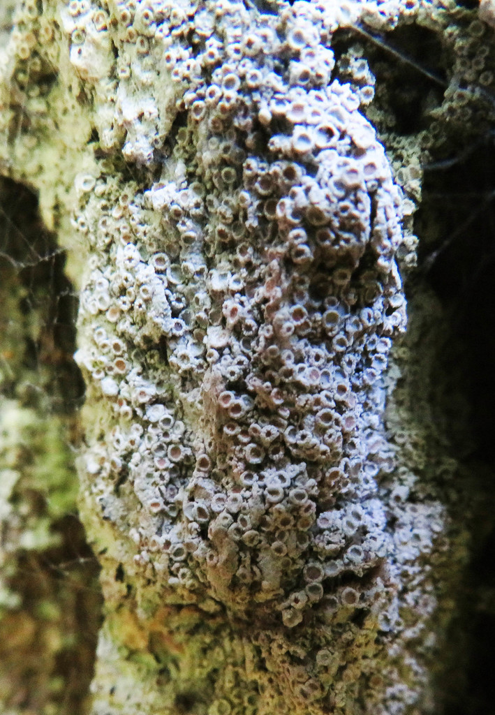 Gyalecta ulmi
