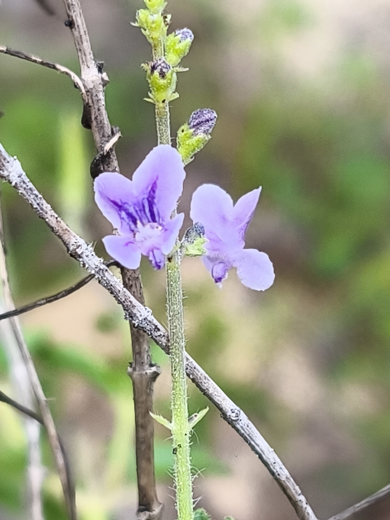 Eriopidion