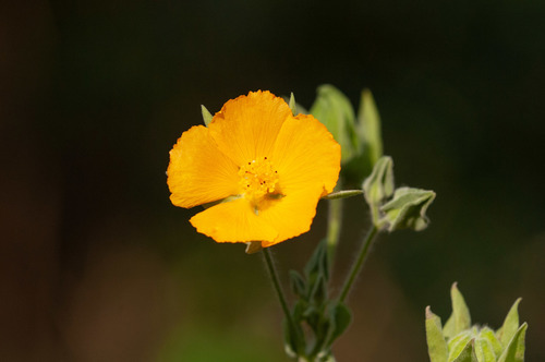 Abutilon grandifolium