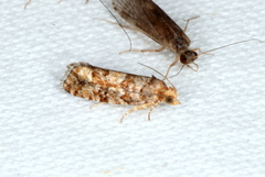 Eucopina tocullionana