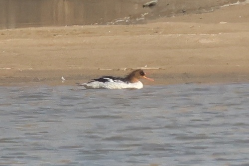 Scaly-sided Merganser
