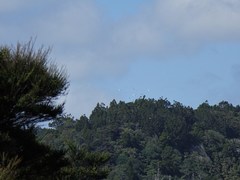 Cacatua galerita galerita