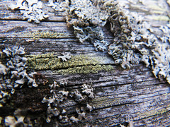 Lecanora varia