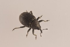 Miarus campanulae